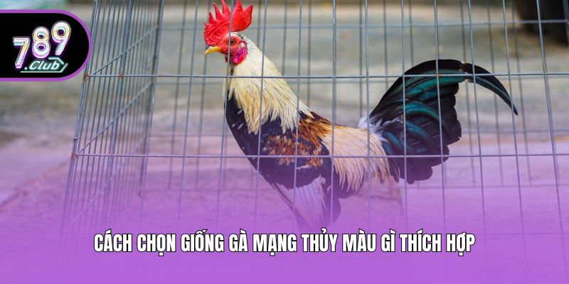 Cách chọn giống gà mạng thủy màu gì thích hợp