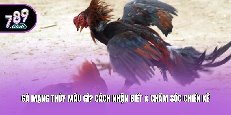 Gà Mạng Thủy Màu Gì? Cách Nhận Biết & Chăm Sóc Chiến Kê