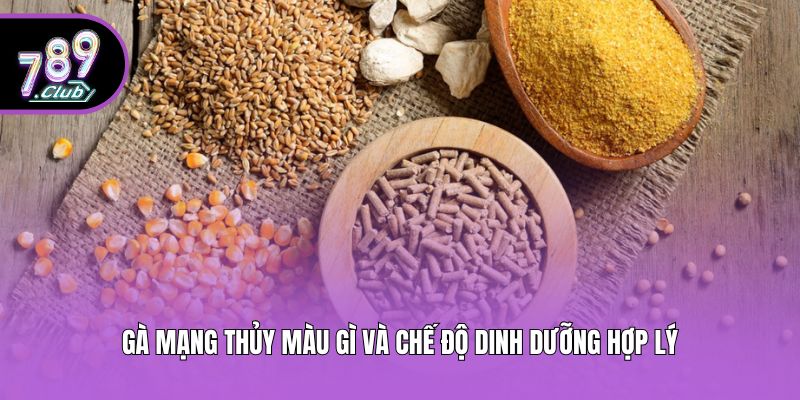 Gà mạng thủy màu gì và chế độ dinh dưỡng hợp lý