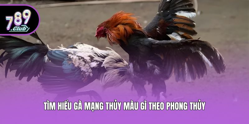 Tìm hiểu gà mạng thủy màu gì theo phong thủy